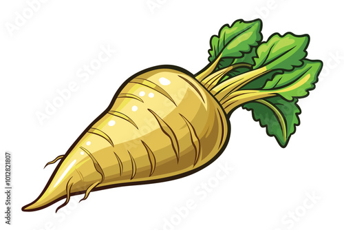 Rutabaga vector vector illustration