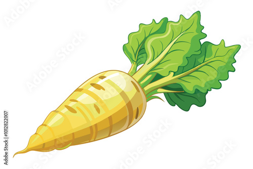 Rutabaga vector illustration isolated on a white background