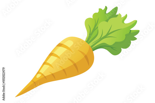 Rutabaga vector illustration isolated on a white background