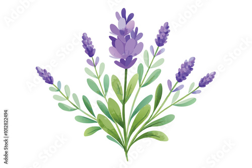 Hand-Drawn Watercolor Lavender Floral Illustration - Elegant Vector Design on white background.