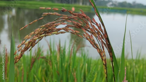 Black Rice in the Wind’s Embrace