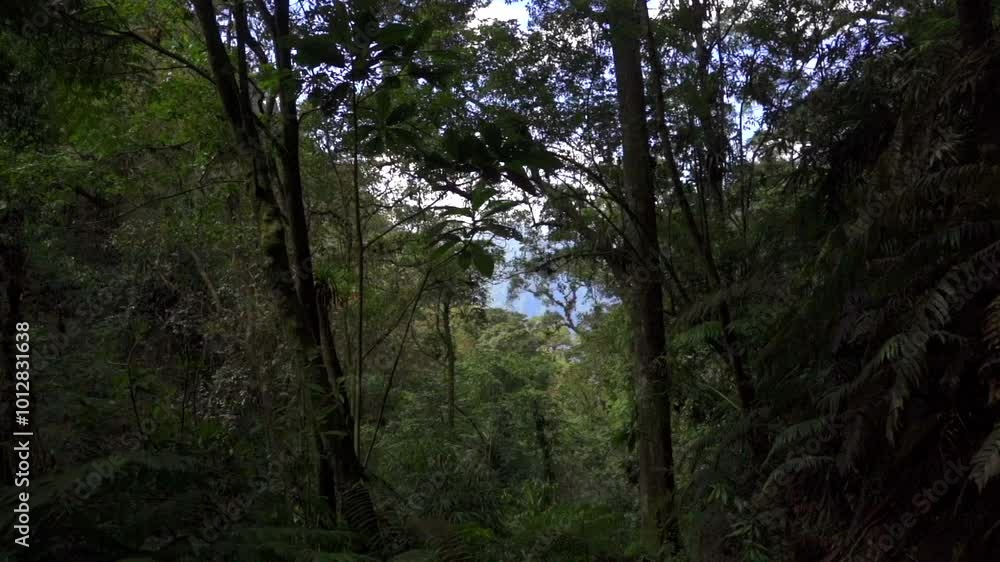 natural environment surrounded by a dense forest, where sunlight filters through the leaves, creating a calm and refreshing atmosphere. natural environment surrounded by a dense forest, where sunlight filters through the leaves, creating a calm and refreshing atmosphere.