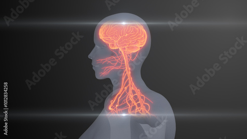 Quadro em tela Future X-Ray Human Brain and Nerve Examination