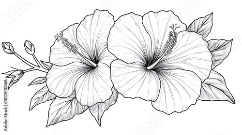 Hibiscus flower outline illustration
