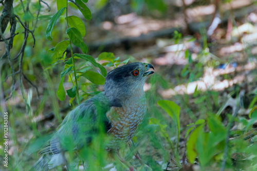 Bird of prey Cooper's hawk (Accipiter cooperii), also known as the Cooper hawk is American native animal. photo