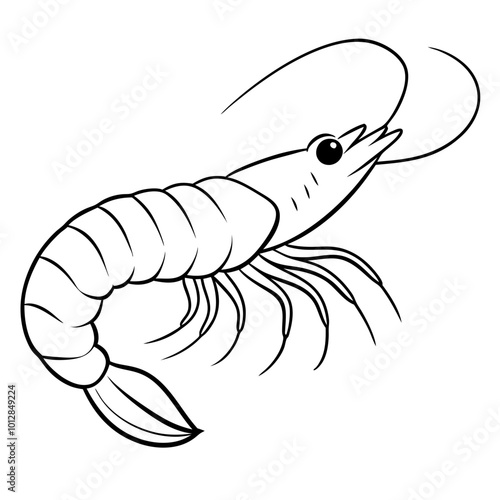 shrimp illustration