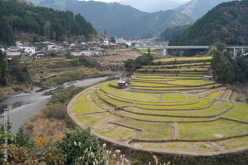 Fototapeta kuchenna あらぎ島