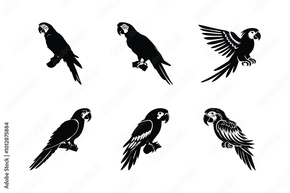 Cute Parrot icon silhouette collection set. Tropical parrot set with feathers and wings white background Cute Parrot icon silhouette collection set. Tropical parrot set with feathers and wings white background