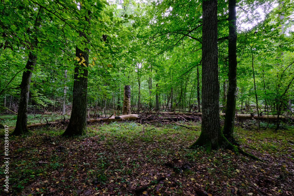 Summertime deciduous forest with broken old trees Summertime deciduous forest with broken old trees