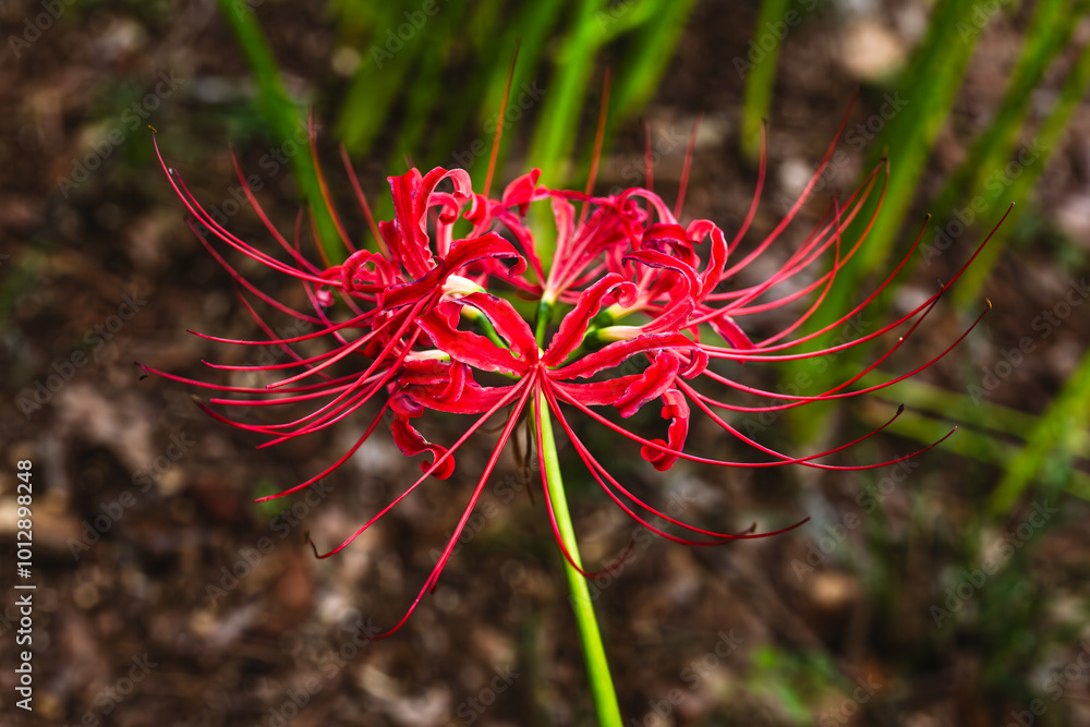 赤い曼珠沙華の風景