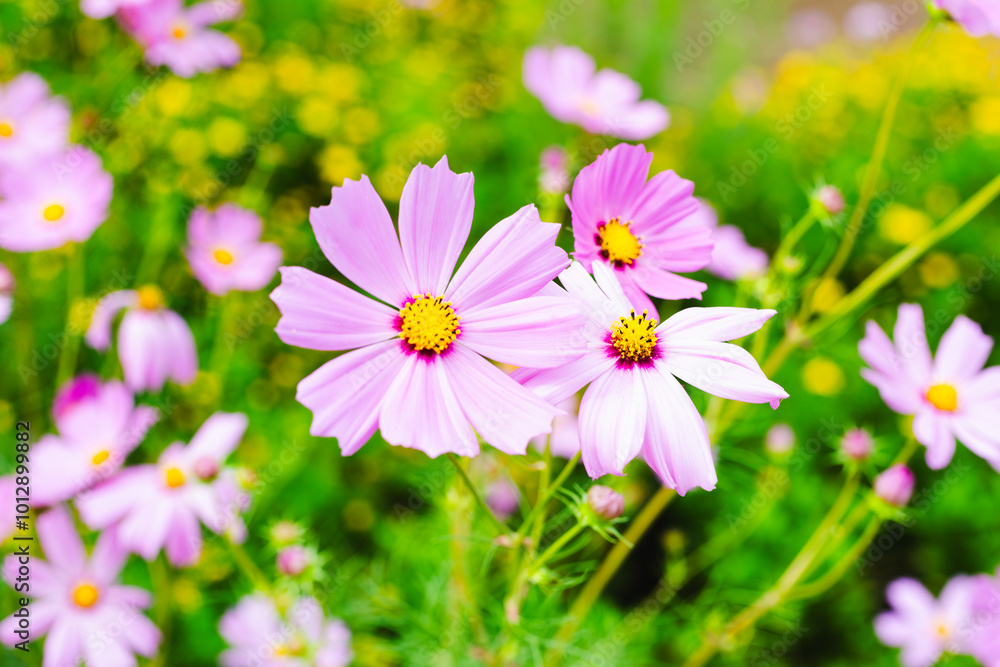 コスモスの花 コスモスの花