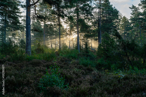 Sunrise through forest on morning walk in September 2024