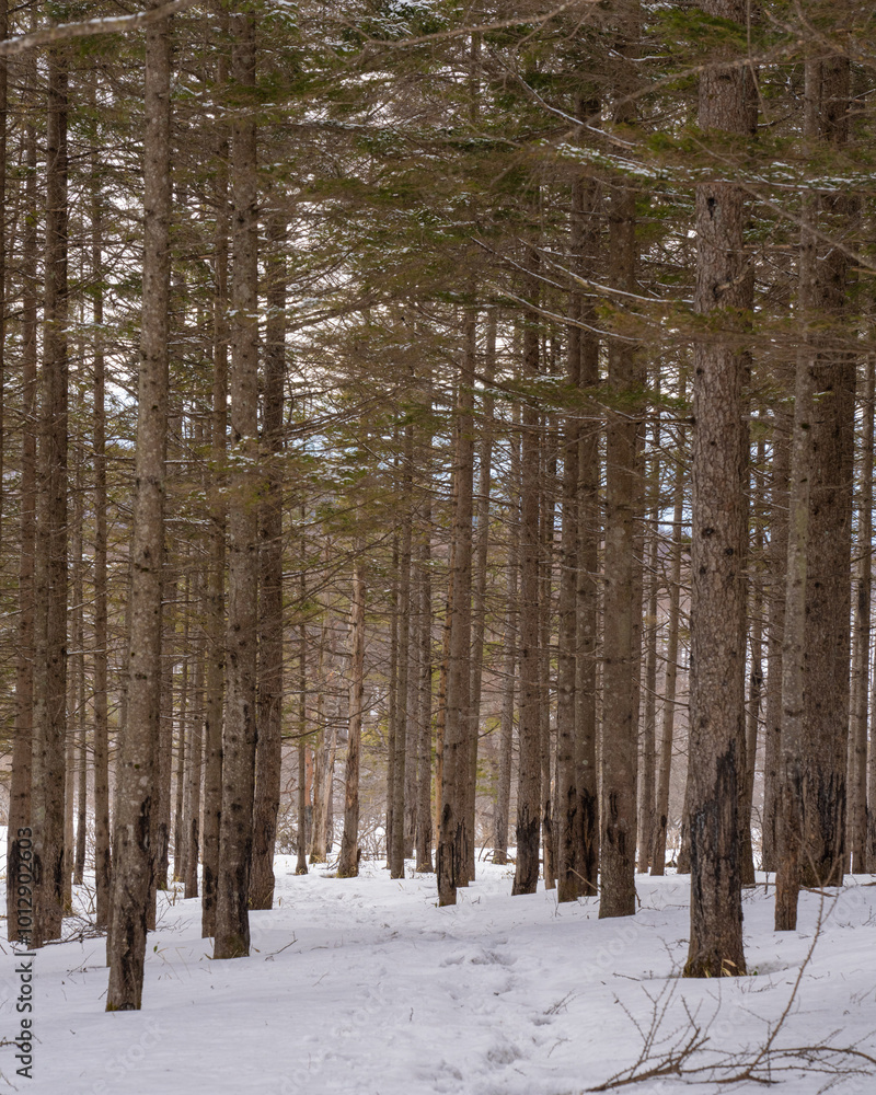 Fototapeta premium 雪山