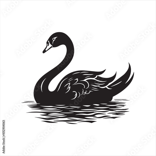 black swan on white background