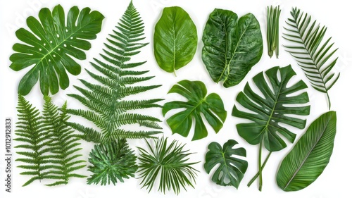 A collection of assorted green leaves and ferns arranged artistically on a white background, showcasing various shapes and textures.