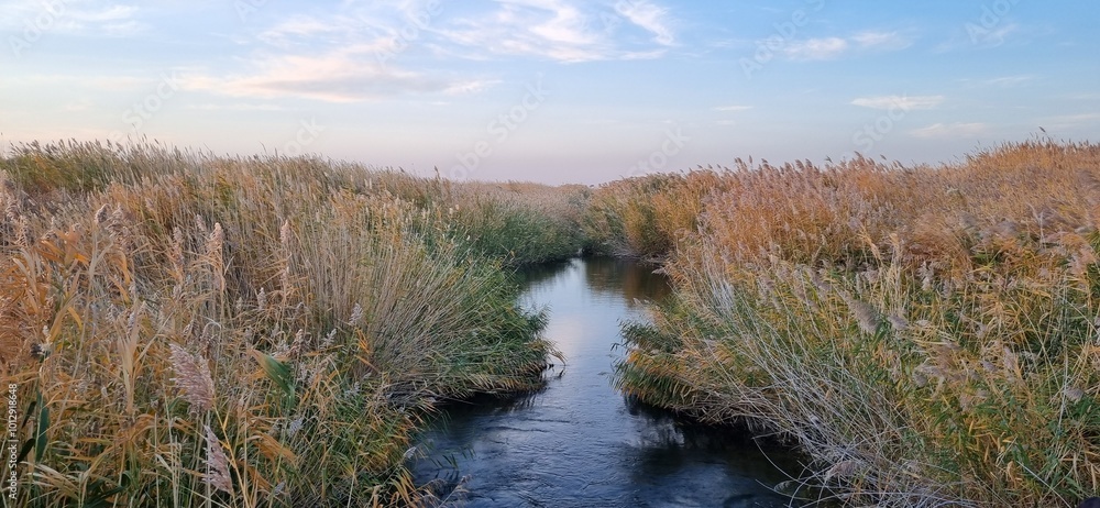 a canal overgrown with reeds on a clear autumn day a canal overgrown with reeds on a clear autumn day