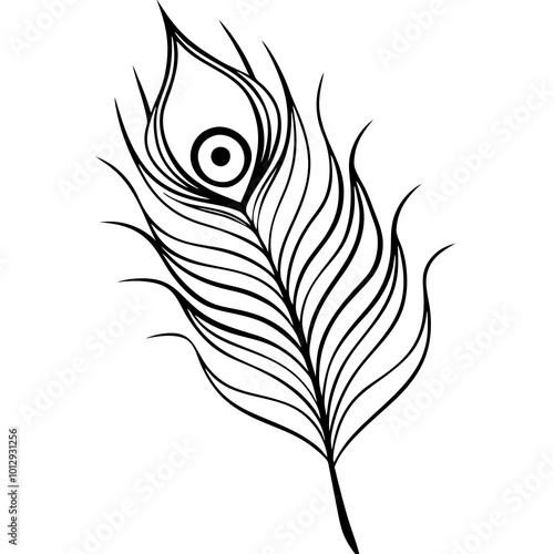 peacock feather isolated on white background