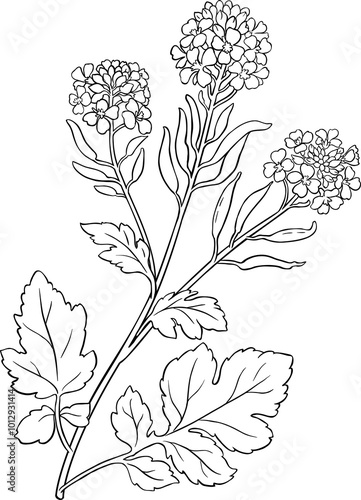 Mustard Plant Outline Illustration.