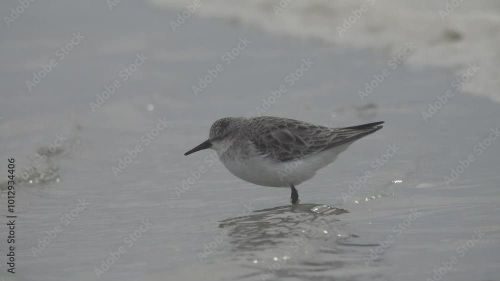 The migrating little stint (Calidris minuta, Ereunetes minutus) feeds on the sandy-shell shallow waters of the salt lake. Early spring (winter) plumage