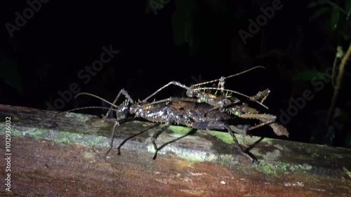 close-up of mating stick insects in Sarawak, Malaysia photo