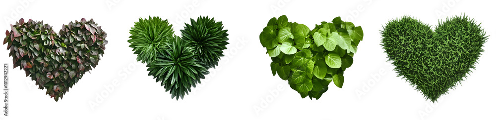 Set of various heart shaped plant with leaves and grass isolated on transparent background. Set of various heart shaped plant with leaves and grass isolated on transparent background.