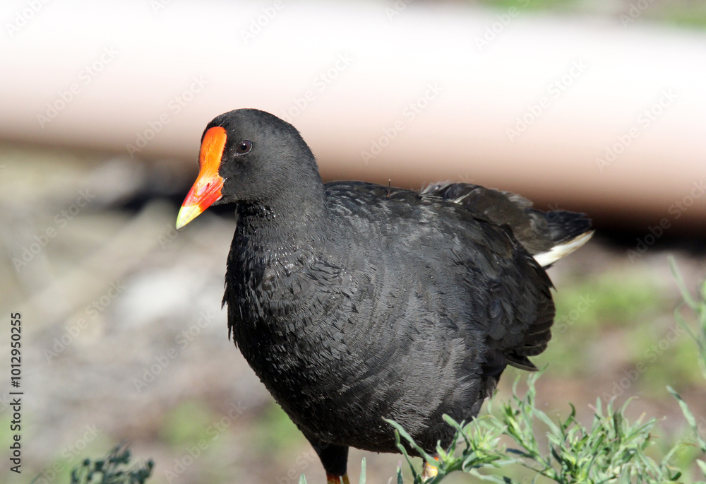 Close-up portrait of a Dusky Moorhen bird Close-up portrait of a Dusky Moorhen bird
