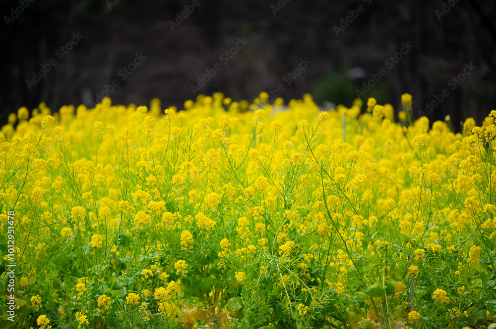 Obraz premium 黄色い花畑、一面に満開の菜の花