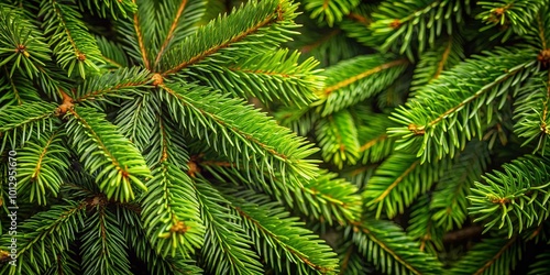 A Close-Up View of Lush Evergreen Branches Displaying a Rich Green Hue and Intricate Needle Formations