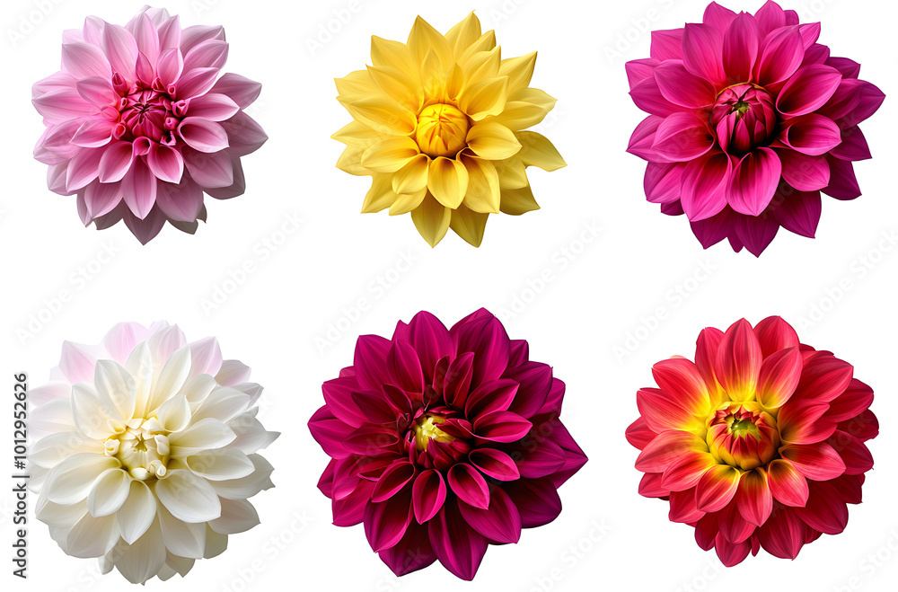 Collection of six beautiful dahlia flowers isolated on transparent background. Collection of six beautiful dahlia flowers isolated on transparent background.