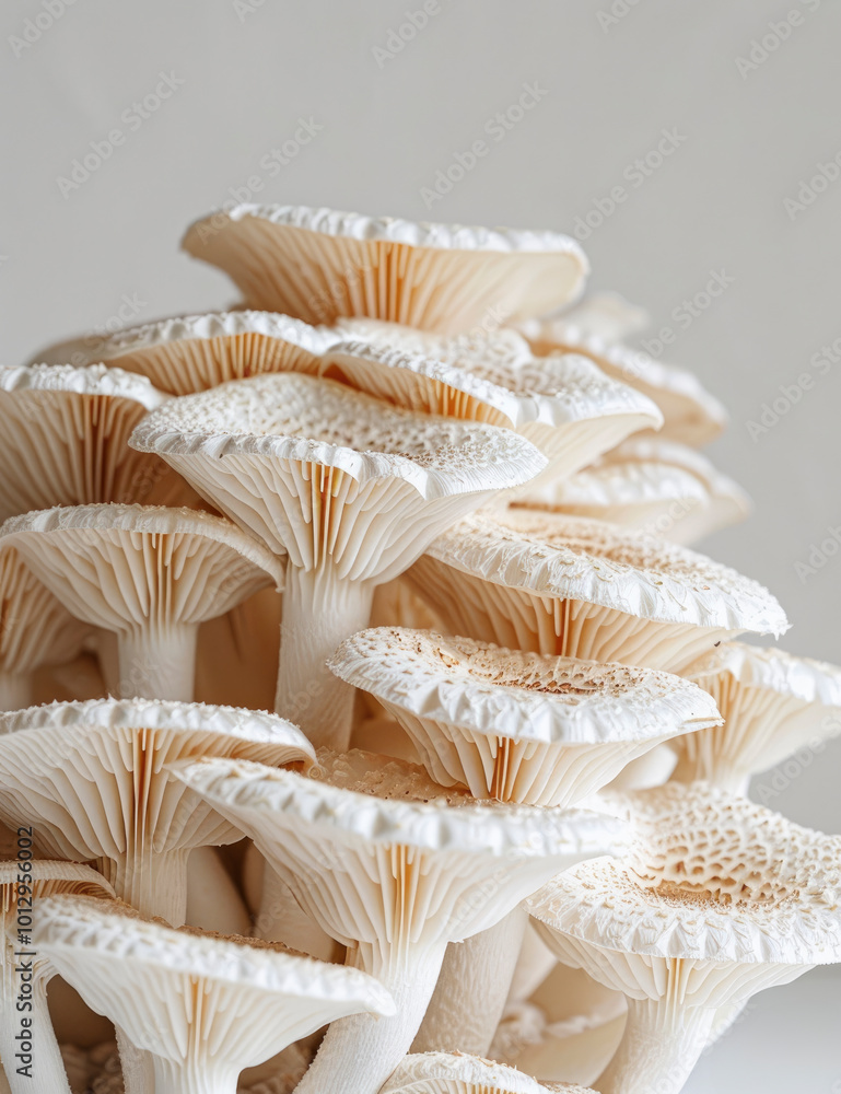 close up of mushrooms on grey background, show unique shape, texture, details and pattern. vegan , plant-based, healthy eating food close up of mushrooms on grey background, show unique shape, texture, details and pattern. vegan , plant-based, healthy eating food