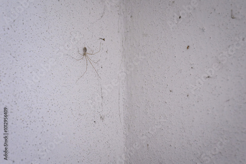 A recluse spider in detail on white plaster.
 photo