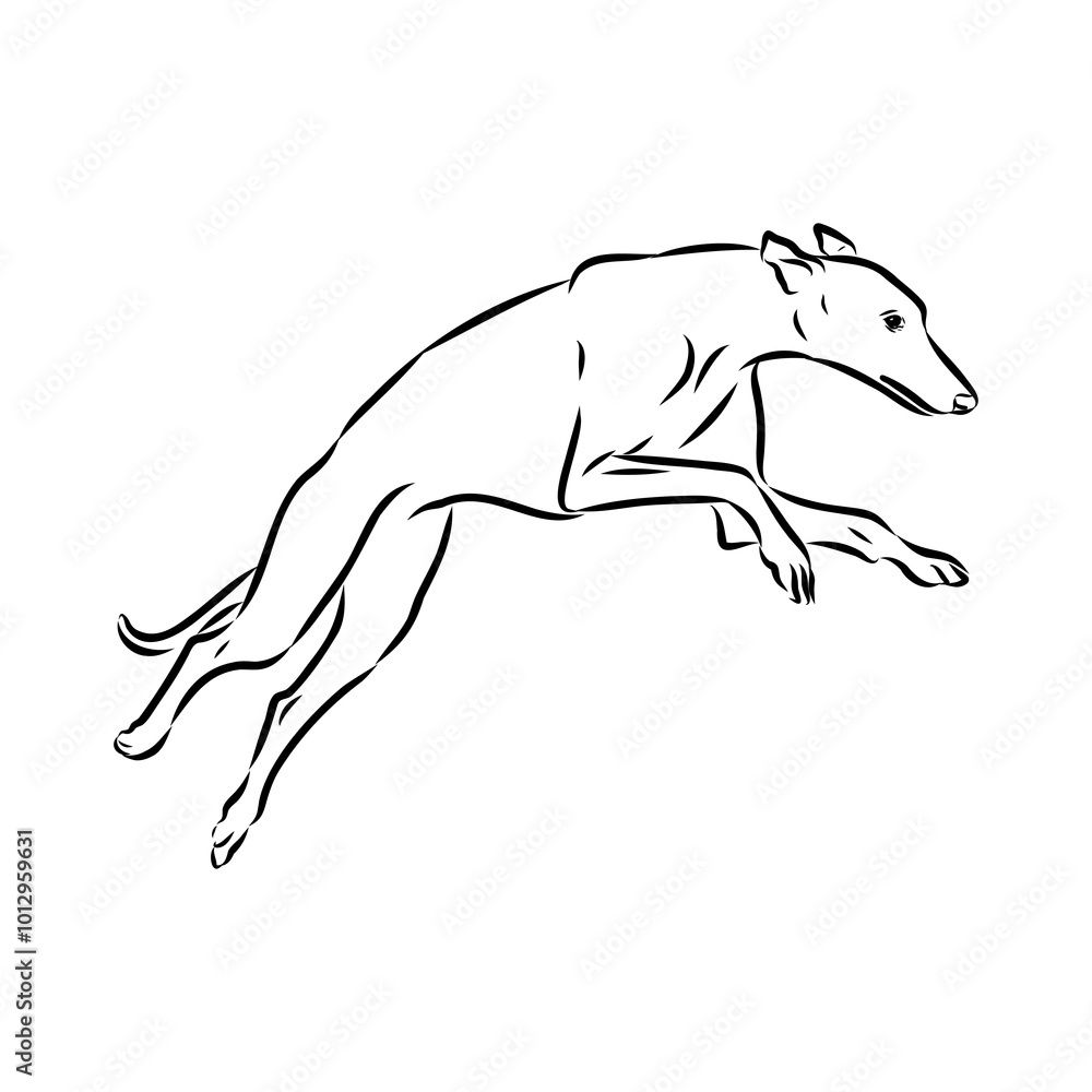 Fototapeta premium Spanish galgo, Greyhound black and white dog