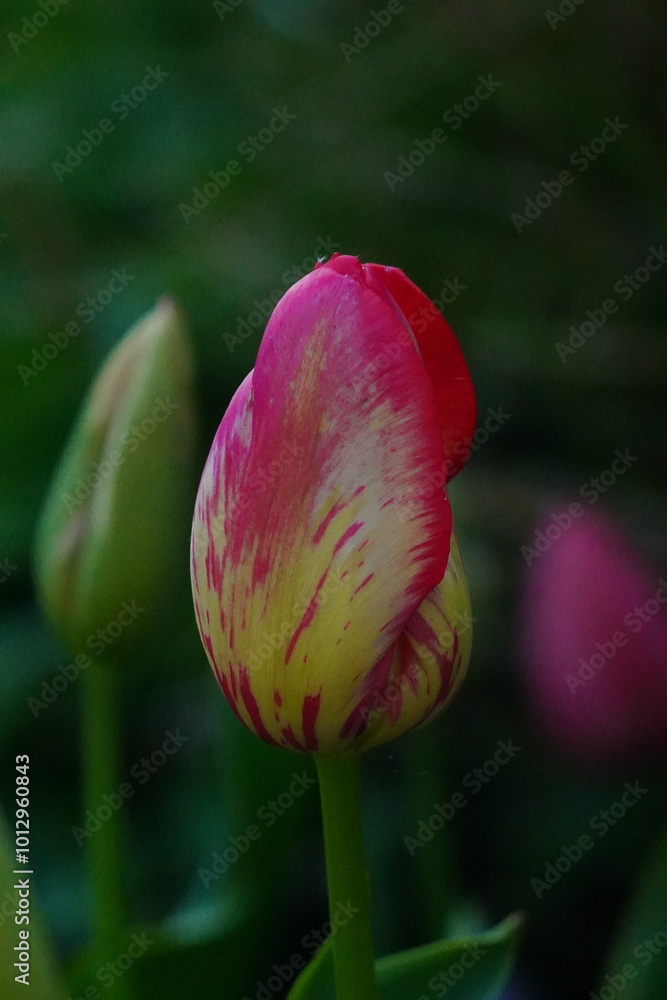Fototapeta premium Pink tulip closed up bud