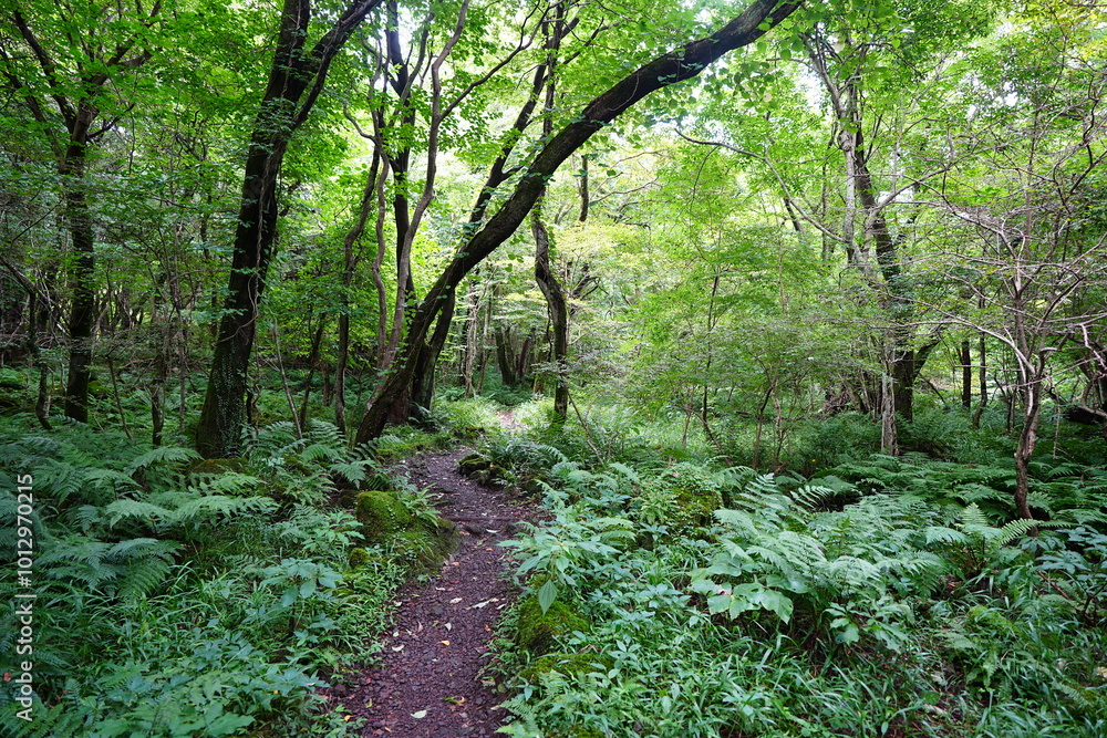 fine summer path through thick ferns fine summer path through thick ferns