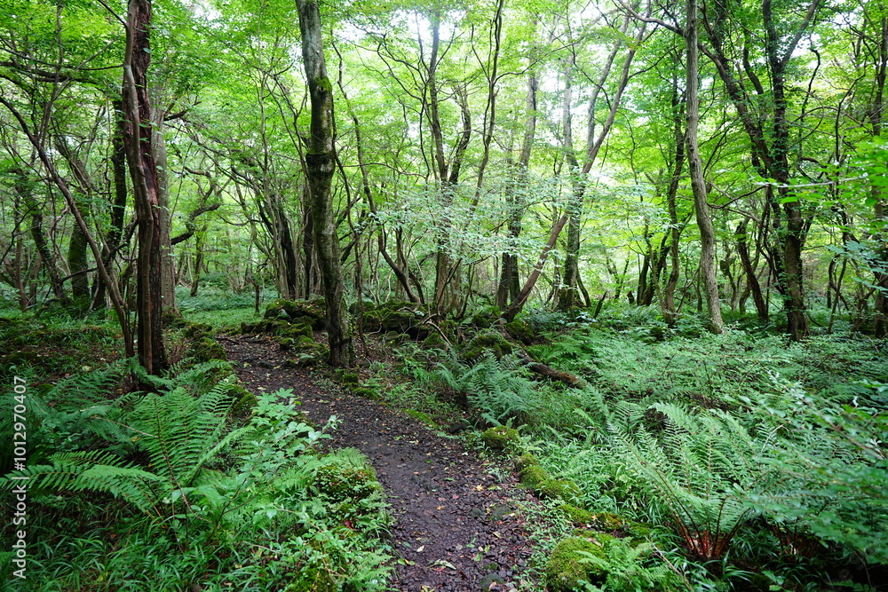 fine summer path through thick ferns fine summer path through thick ferns