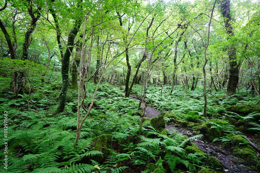 fine summer path and dense ferns fine summer path and dense ferns