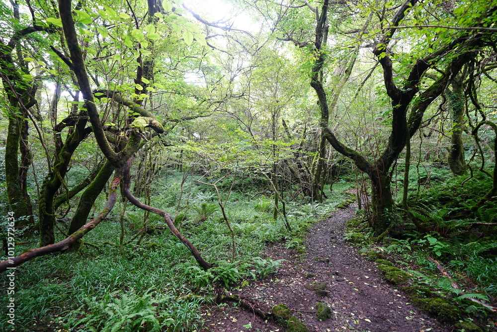 mossy old trees and vines in summer forest
mossy old trees and vines in summer forest