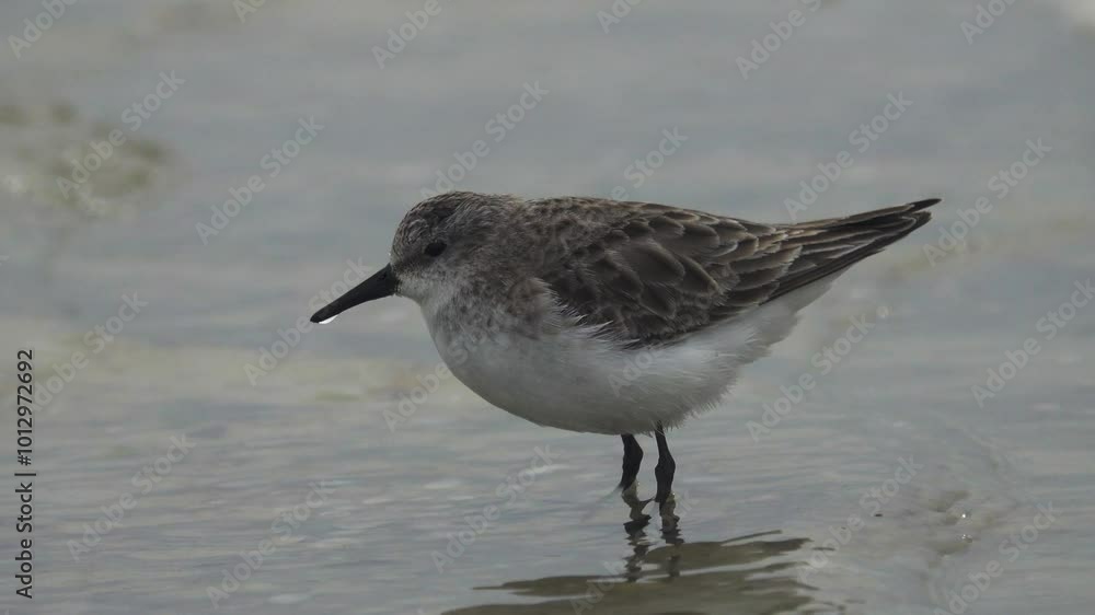 The migrating little stint (Calidris minuta, Ereunetes minutus) feeds on the sandy-shell shallow waters of the salt lake. Early spring (winter) plumage The migrating little stint (Calidris minuta, Ereunetes minutus) feeds on the sandy-shell shallow waters of the salt lake. Early spring (winter) plumage