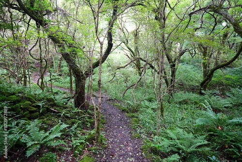 mossy old trees and vines in summer forest 