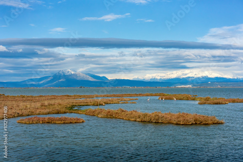 Pink flamingos in Amvrakikos National Park Limnothalassa lagoon photo