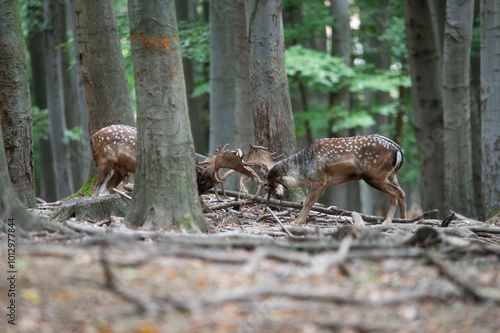 The fight between two spotted deer for the fallow deer rut photo