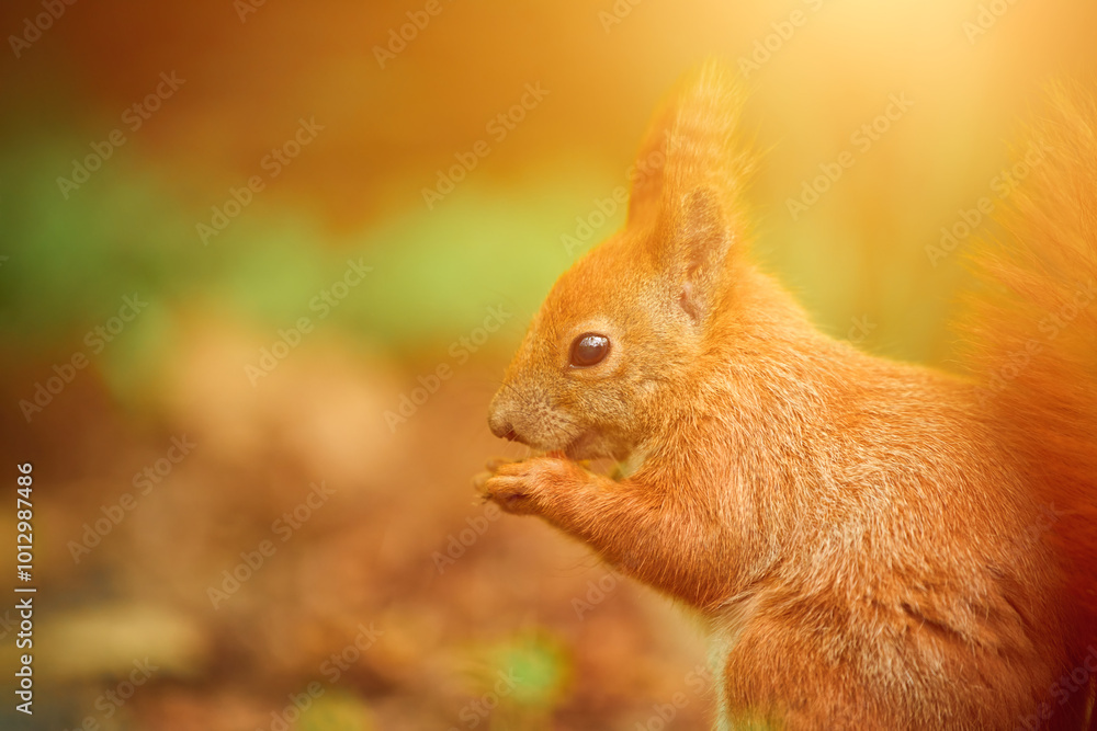 Bushy-tailed red squirrel has a meal in the wild Bushy-tailed red squirrel has a meal in the wild