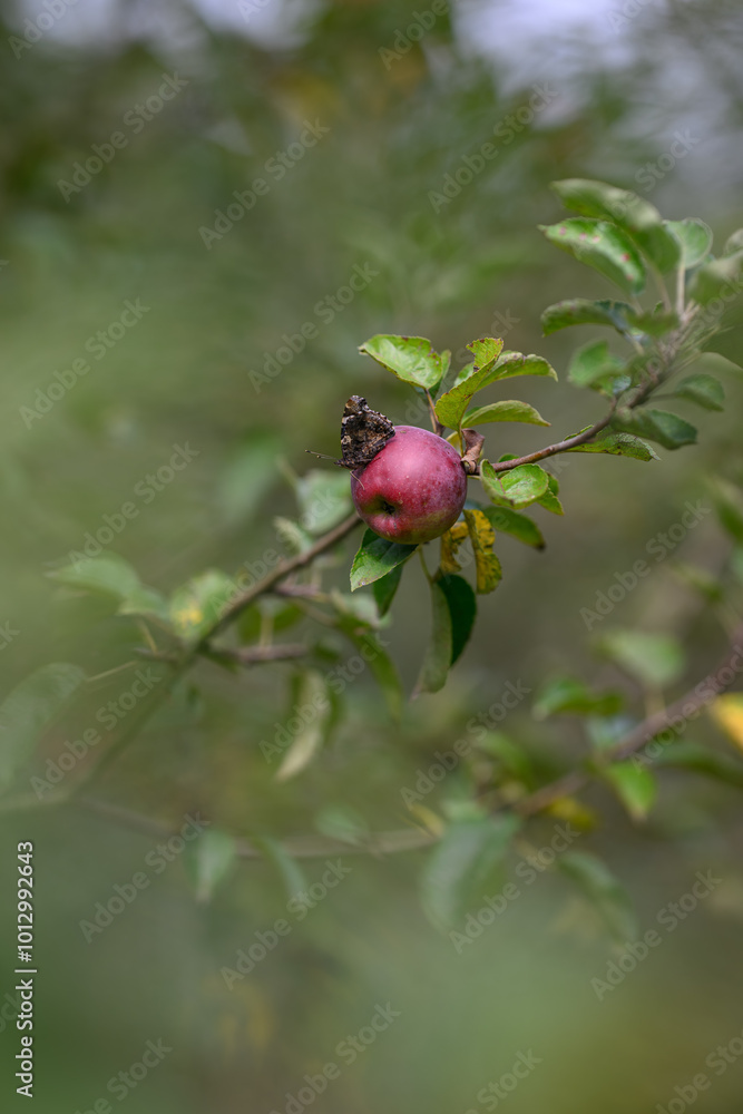 Admiral butterfly on a red apple on a branch.
Admiral butterfly on a red apple on a branch.