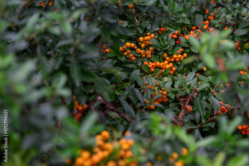 Hawthorn scarlet and orange fruits.
 photo