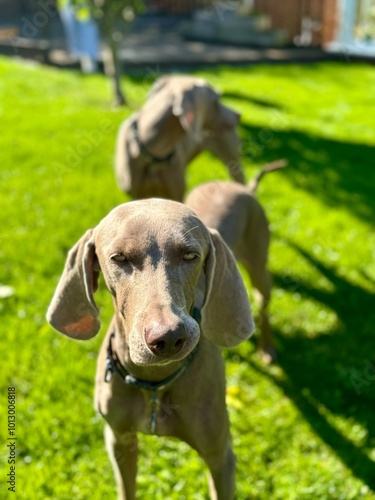 portrait of a dog