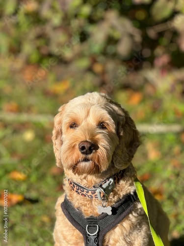 portrait of a dog