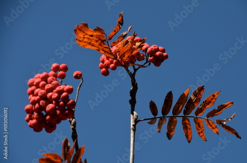 Autumn in Tyrol, where vibrant red berries from rowan, hawthorn, and alpine shrubs adorn the landscape, blending nature’s bounty with the rugged beauty of the mountains photo