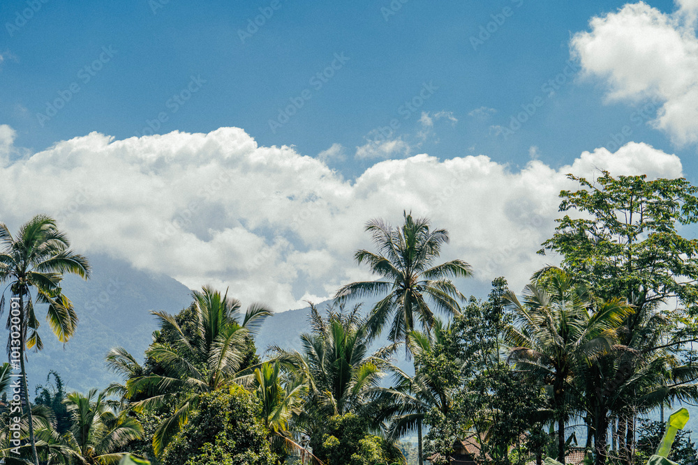 Naklejka premium Palm trees landscape in Bali.