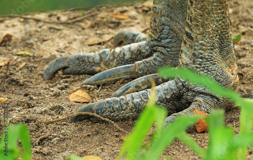 Closeup of Powerful Legs and Sharp Claws, a Natural Weapons of Cassowary photo