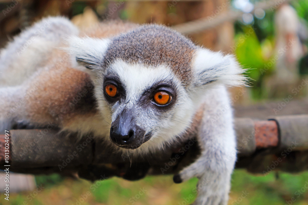 Obraz premium Closeup of a Ring-tailed Lemur in an Open Zoo of Thailand